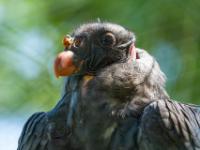 Königsgeier Jungvogel Porträt